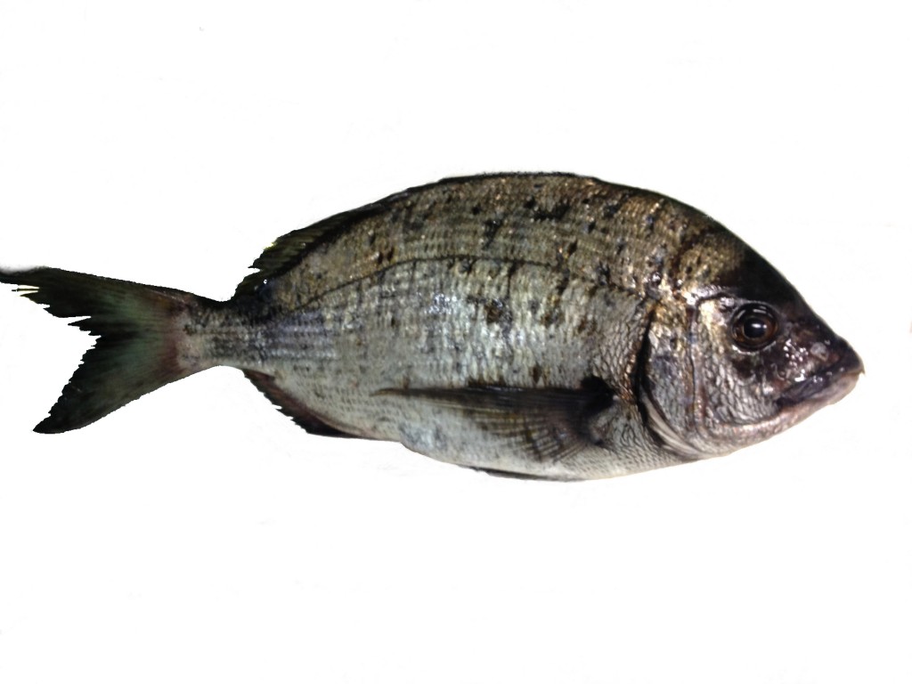 Sargo - Grupo Descaexport